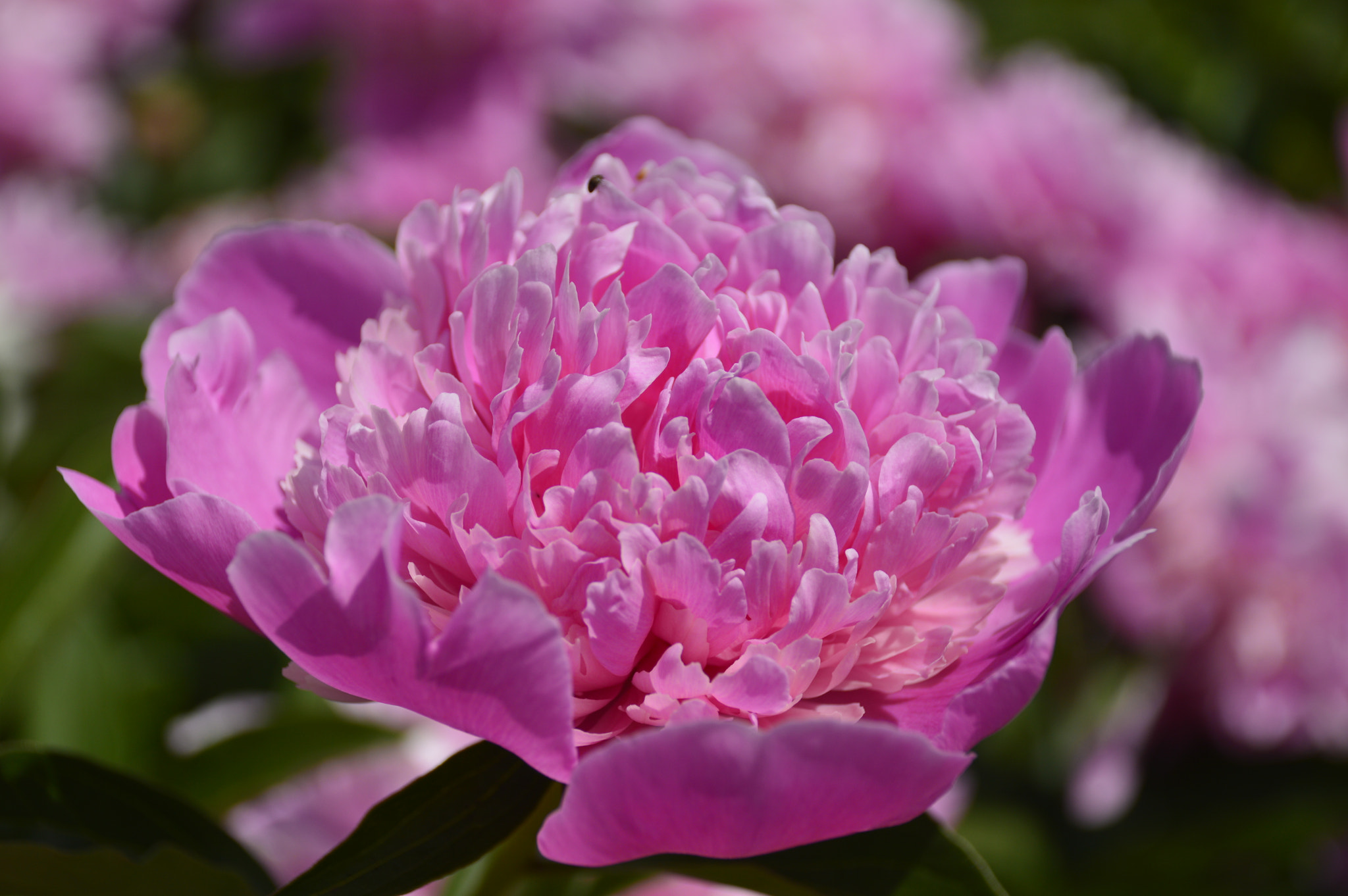 Nikon D3200 sample photo. Random flower photography