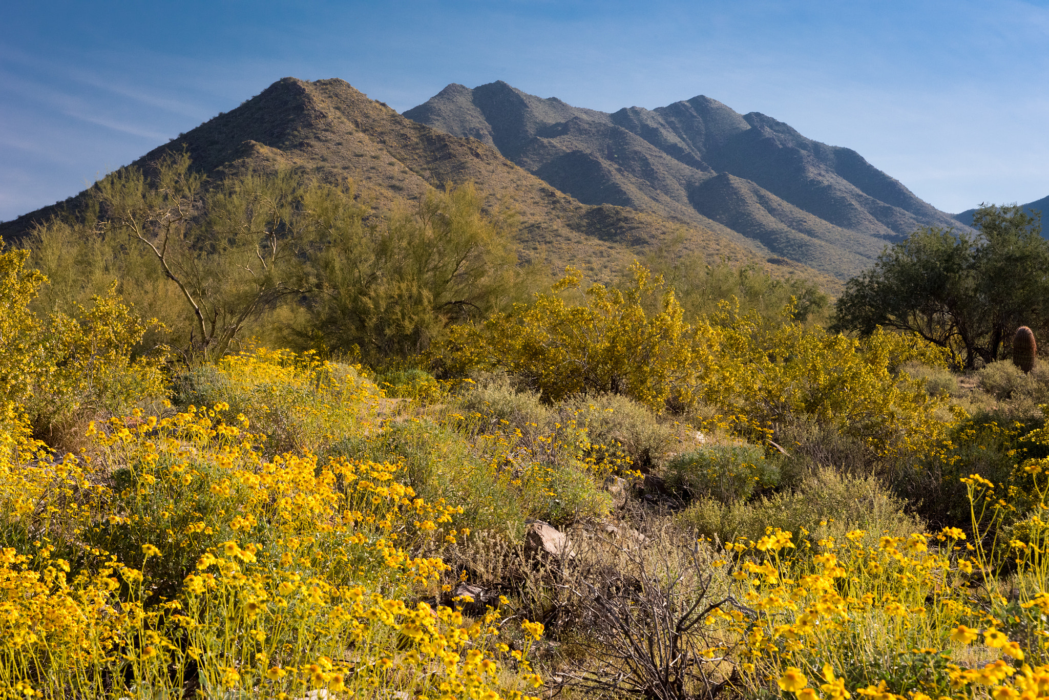 Nikon AF-S Nikkor 28-70mm F2.8 ED-IF sample photo. Brittle bush  and mountain photography