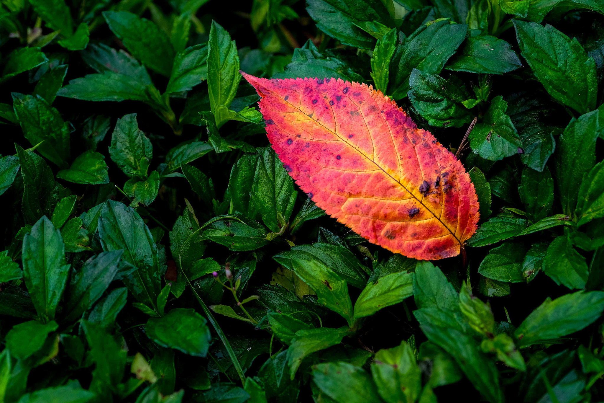 Fujifilm X-Pro2 + Fujifilm XF 16-55mm F2.8 R LM WR sample photo. 落叶1 photography