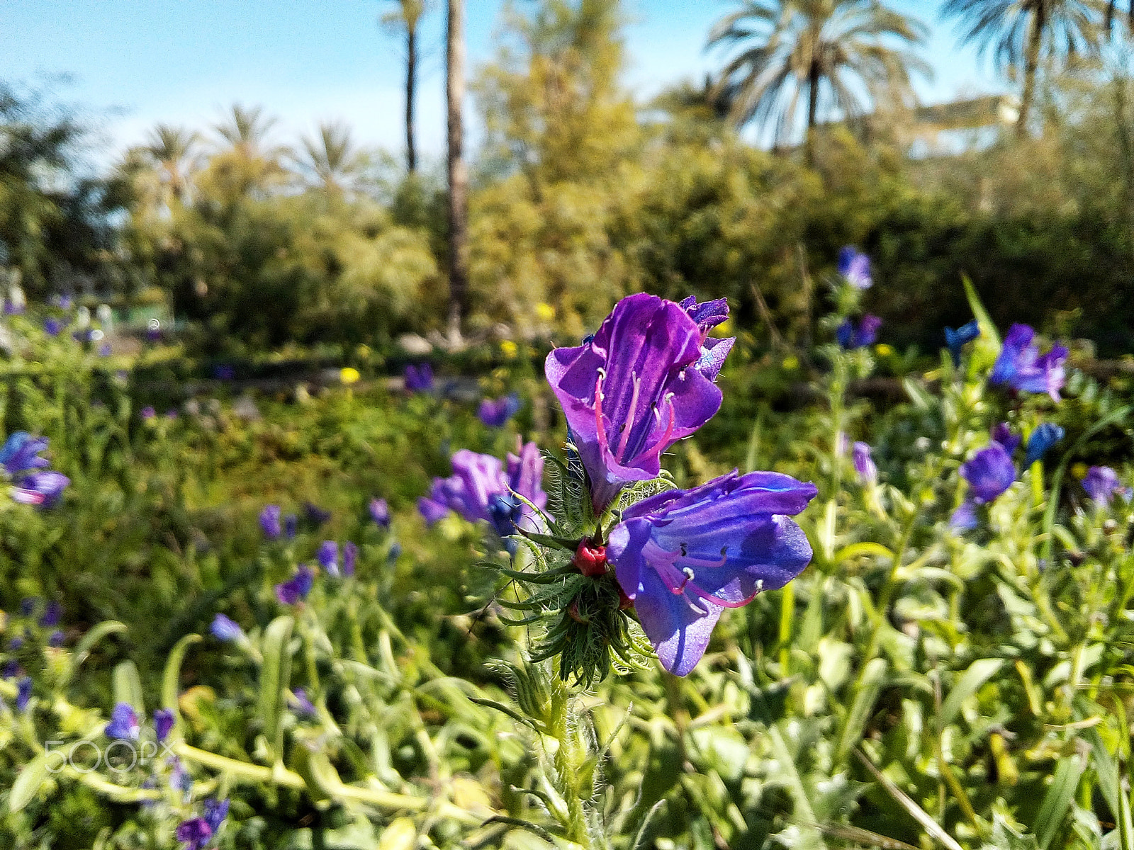 WIKO LENNY3 sample photo. Wildflower photography