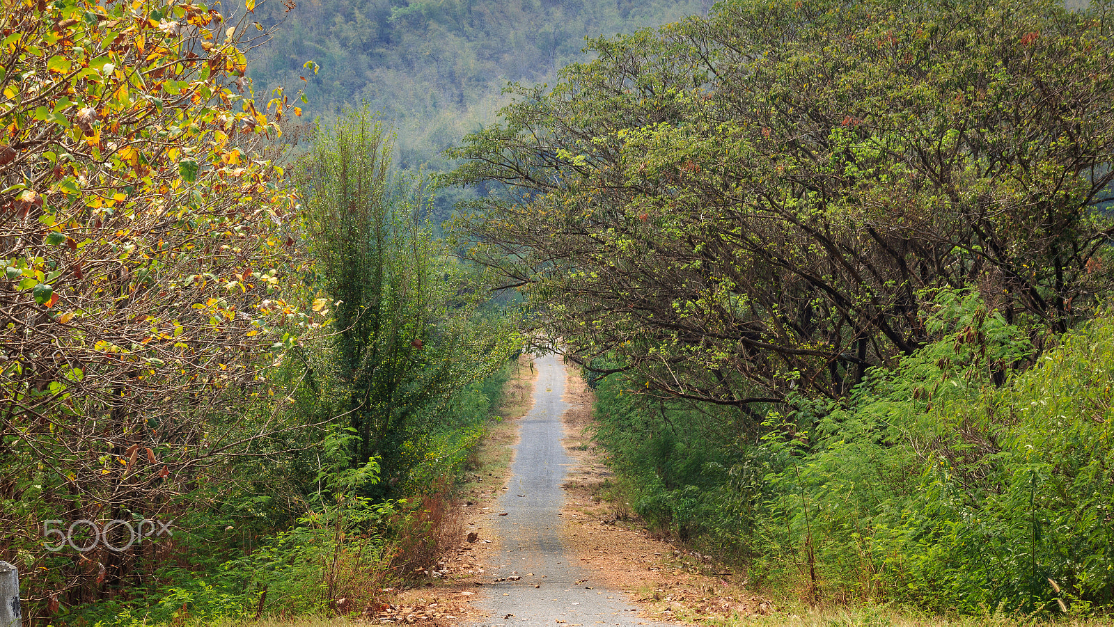 Sigma 18-250mm F3.5-6.3 DC OS HSM sample photo. Road to the jungle. photography