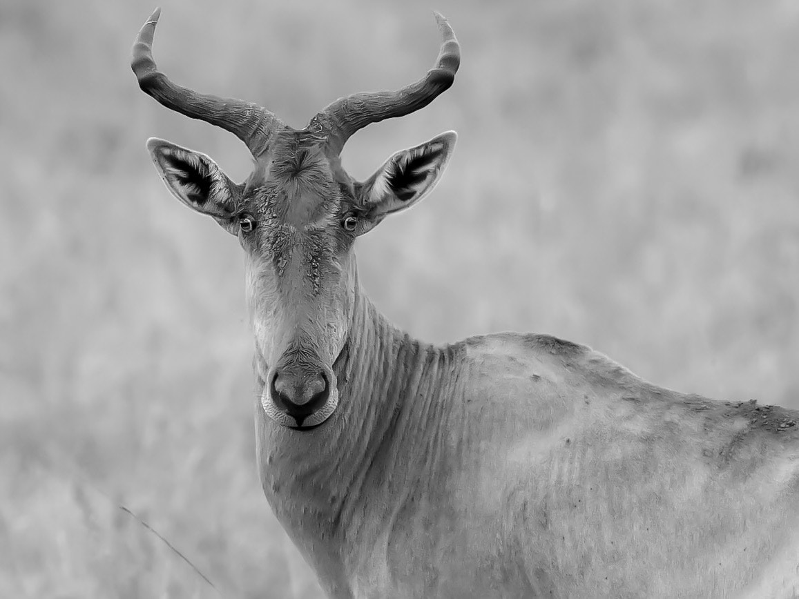Olympus OM-D E-M5 II sample photo. Hartebeest in nairobi national park photography