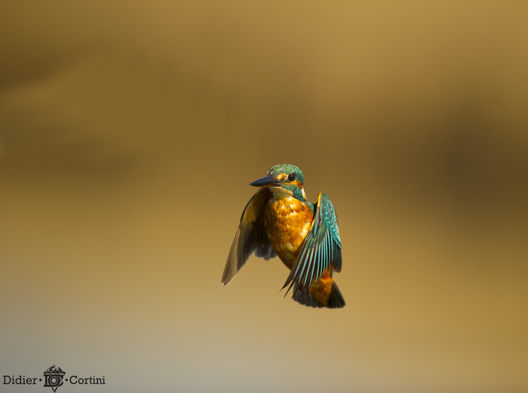 Nikon D3S sample photo. Flight photography