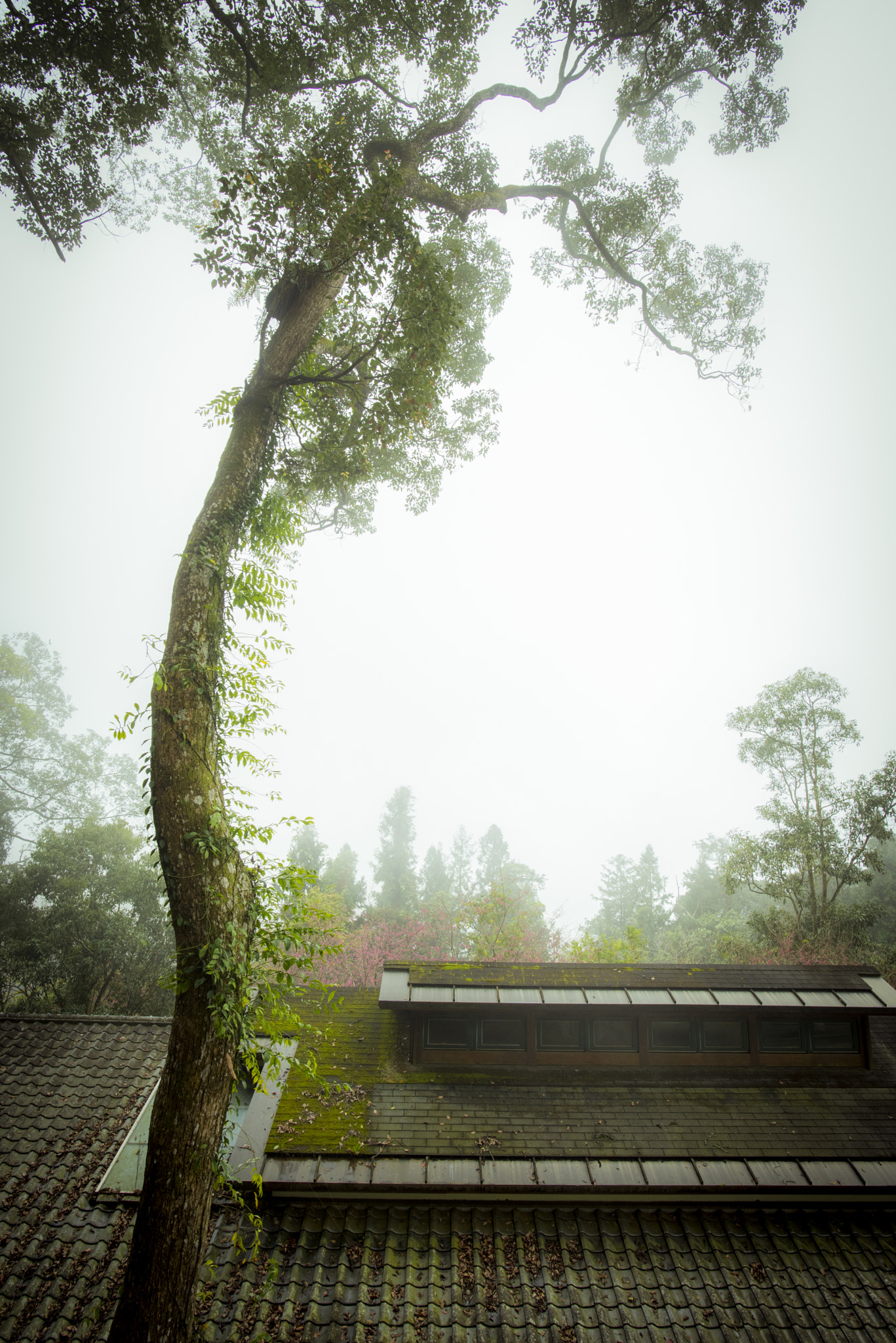 Nikon D750 + Nikon AF-S Nikkor 20mm F1.8G ED sample photo. Vin photography