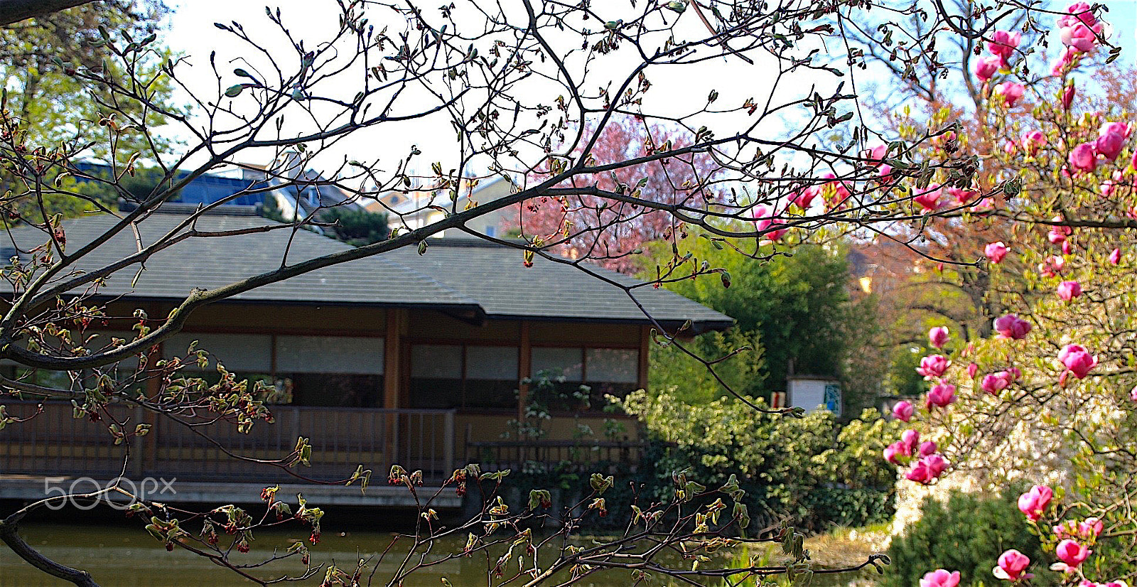 Canon EOS 40D sample photo. Spring photography