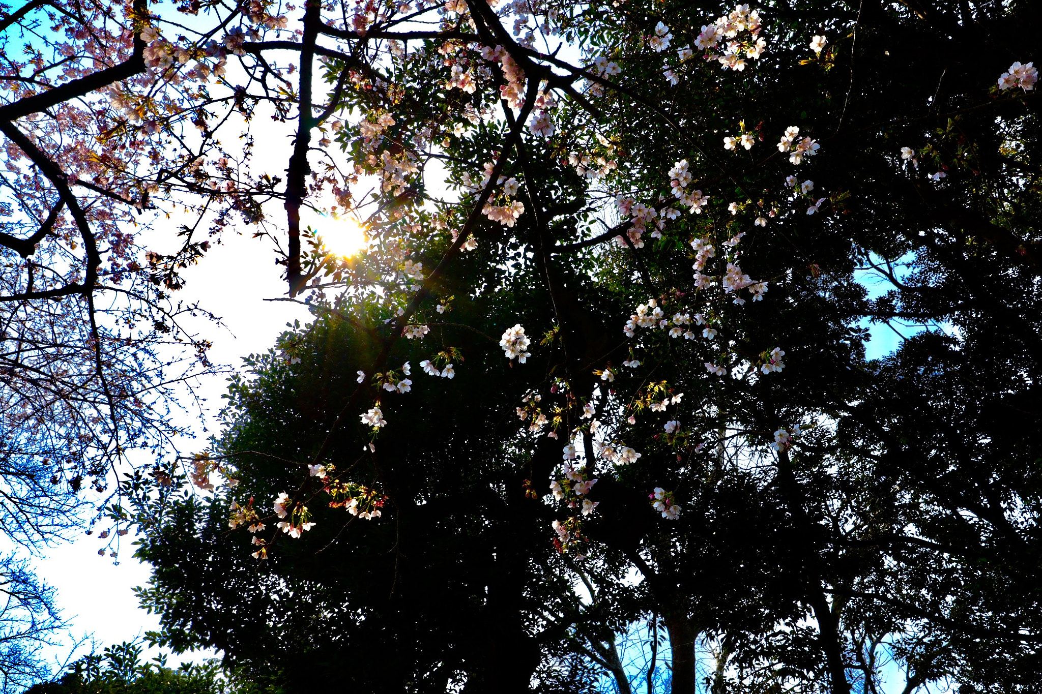 Canon EF-M 11-22mm F4-5.6 IS STM sample photo. A cherry tree blooms photography