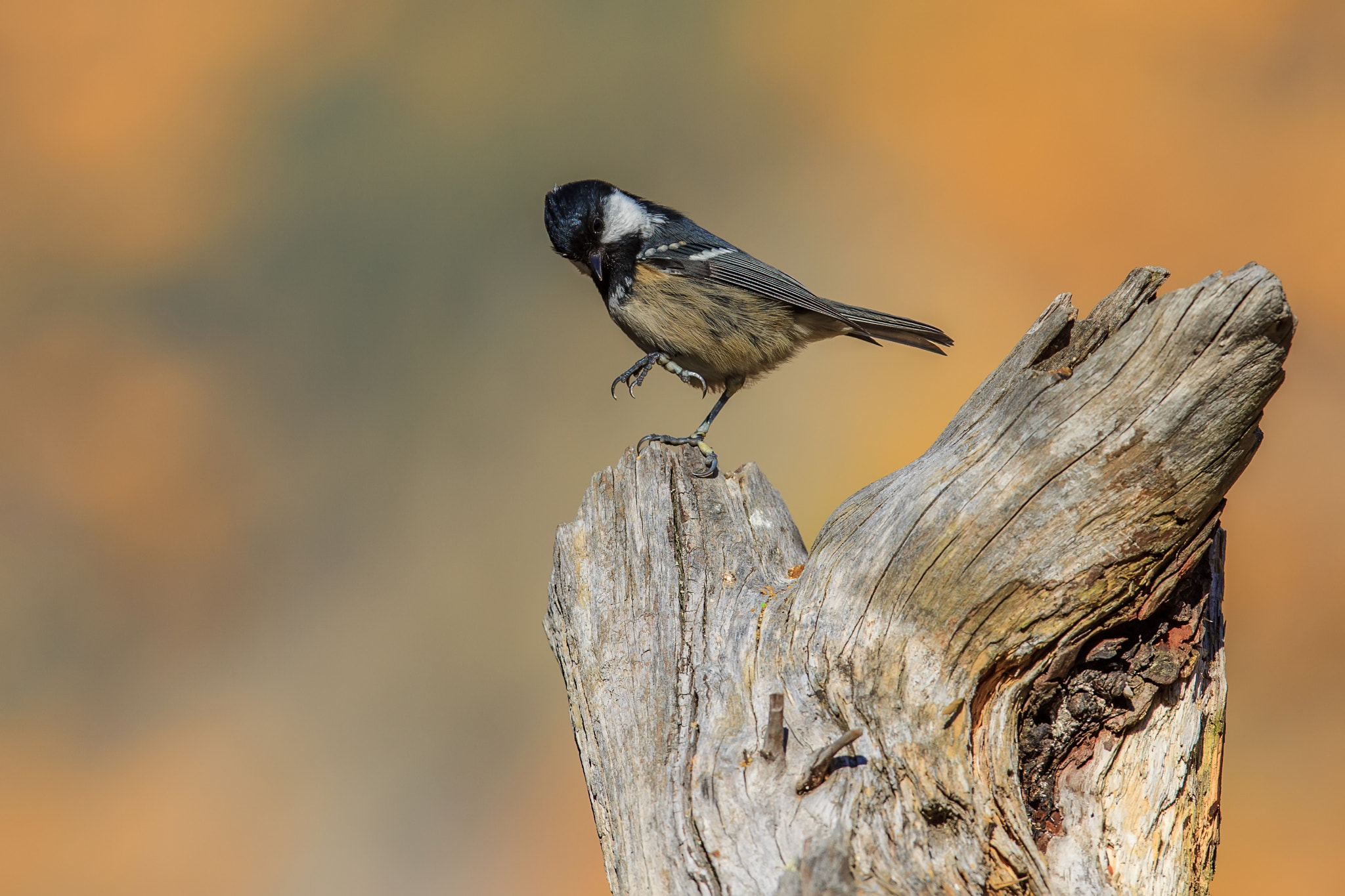 Canon EF 300mm F2.8L IS USM sample photo. Eb photography