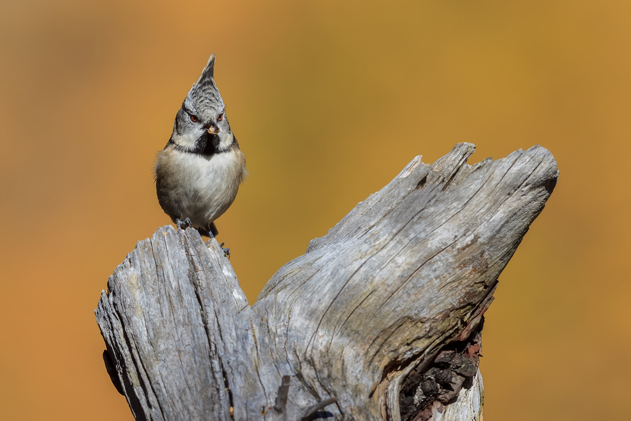 Canon EOS-1D Mark IV + Canon EF 300mm F2.8L IS USM sample photo. Eb photography