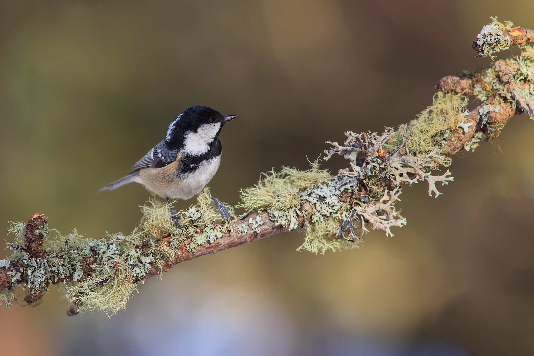 Canon EF 300mm F4L IS USM sample photo. Img photography