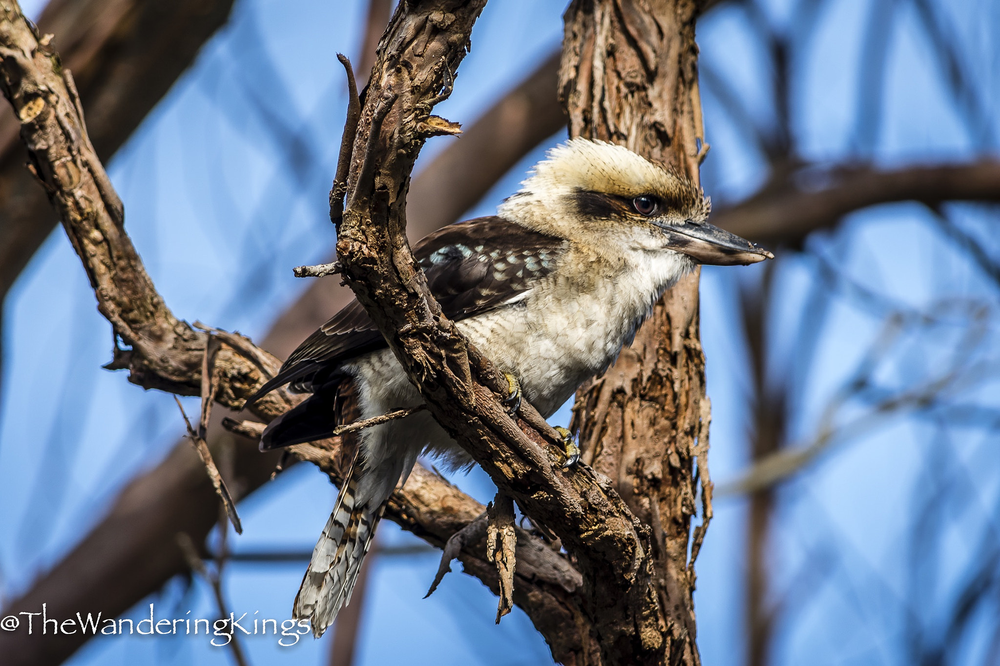Nikon D810 sample photo. Kookaburra photography