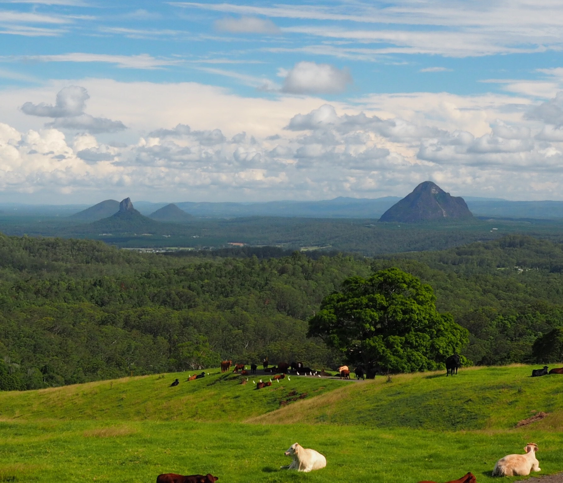 Olympus OM-D E-M10 + Olympus M.Zuiko Digital ED 12-40mm F2.8 Pro sample photo. Bald knob, blackall range, sunshine coast, austral ... photography