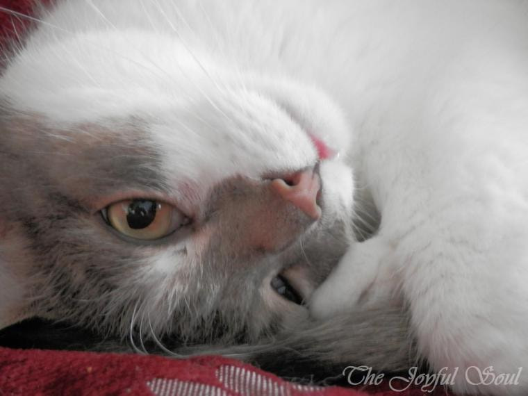 Olympus SZ-14 sample photo. Not all cats are the same photography