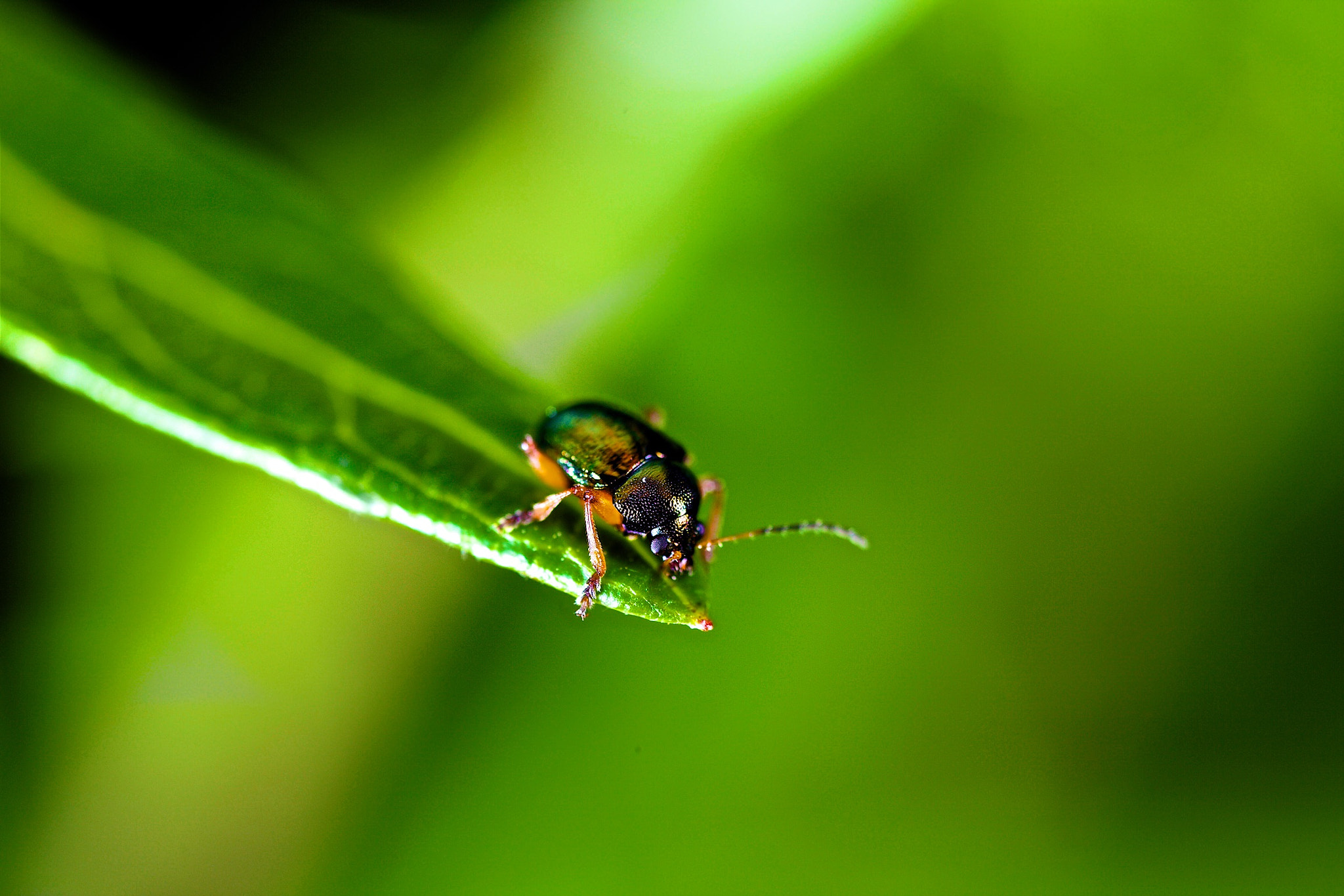 Canon EOS 5D Mark II + Canon MP-E 65mm F2.5 1-5x Macro Photo sample photo