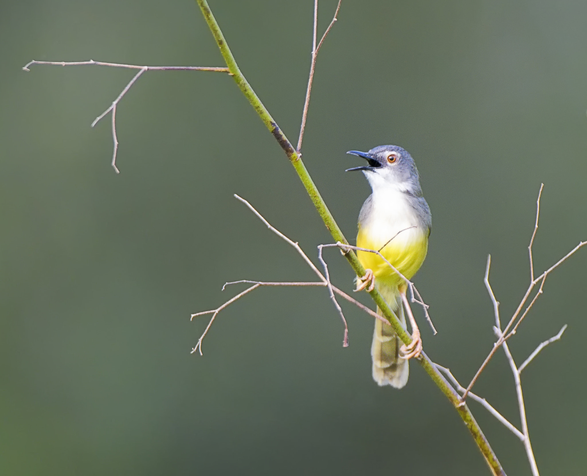 Nikon D500 + Nikon AF-S Nikkor 200-400mm F4G ED-IF VR sample photo. Ybp calling photography