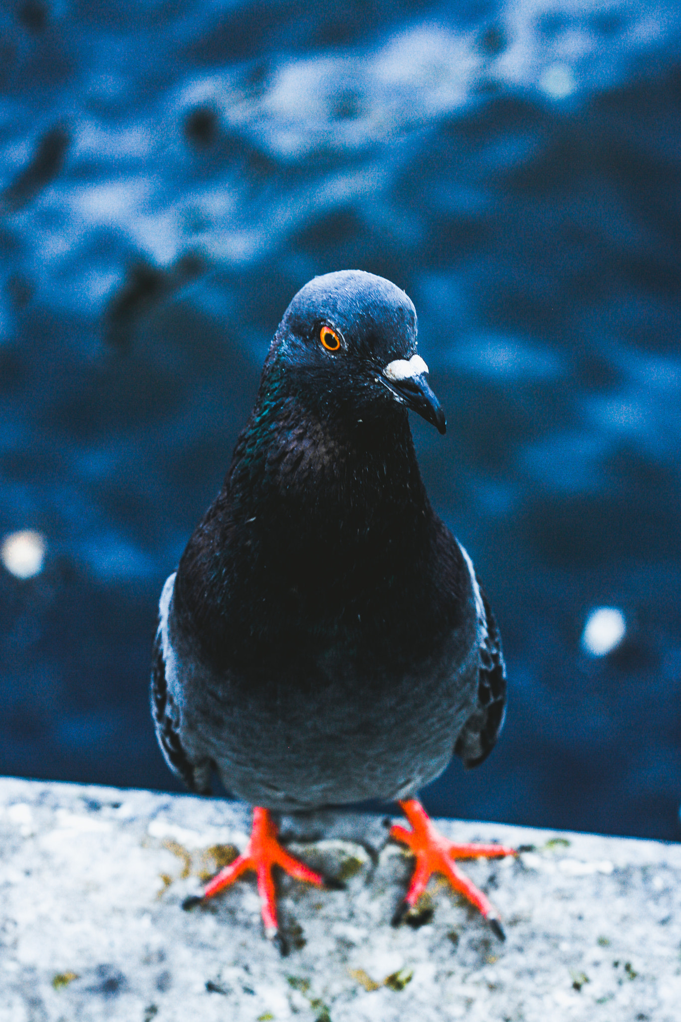 Canon EF 28mm F2.8 sample photo. The birds portrait and street photography  model : the birds photographer : j e e r a p r a p a... photography