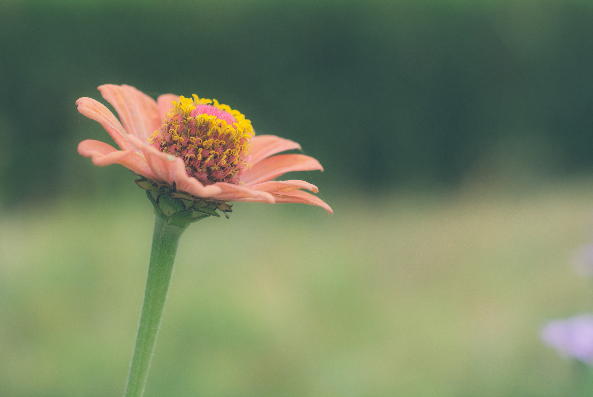 Nikon D5200 + Nikon AF Nikkor 50mm F1.8D sample photo. Pink flower photography