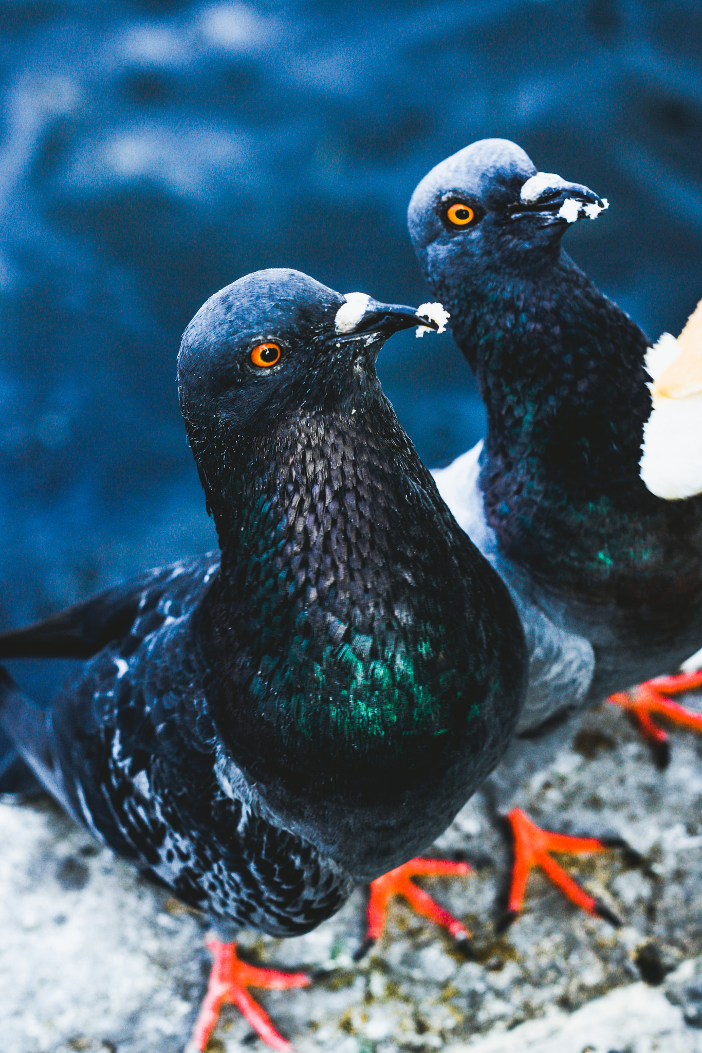 Canon EF 28mm F2.8 sample photo. The birds portrait and street photography  model : the birds photographer : j e e r a p r a p a... photography