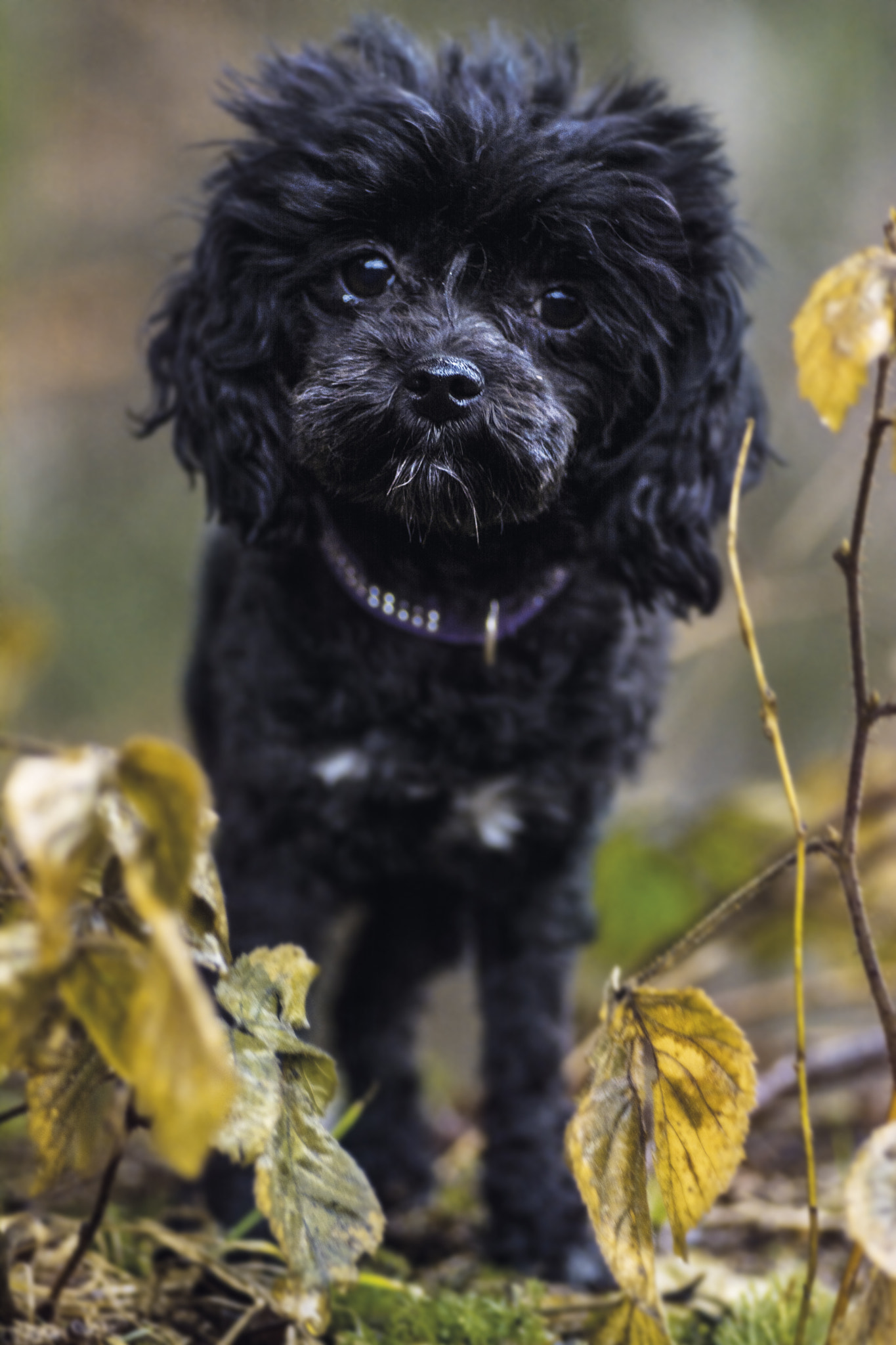 Tokina AT-X Pro 100mm F2.8 Macro sample photo. Lea photography