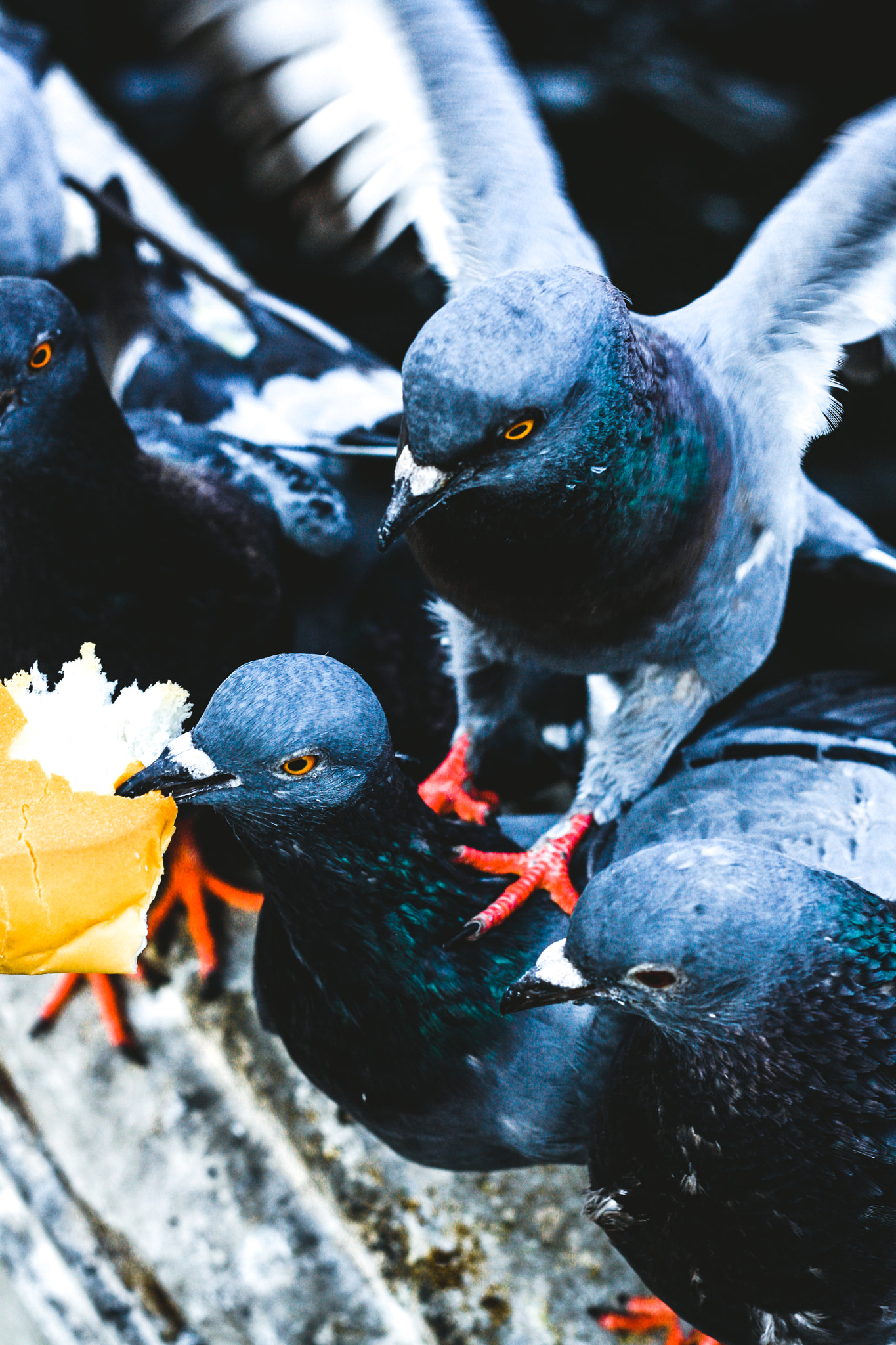 Canon EOS 1000D (EOS Digital Rebel XS / EOS Kiss F) + Canon EF 28mm F2.8 sample photo. The birds portrait and street photography  model : the birds photographer : j e e r a p r a p a... photography