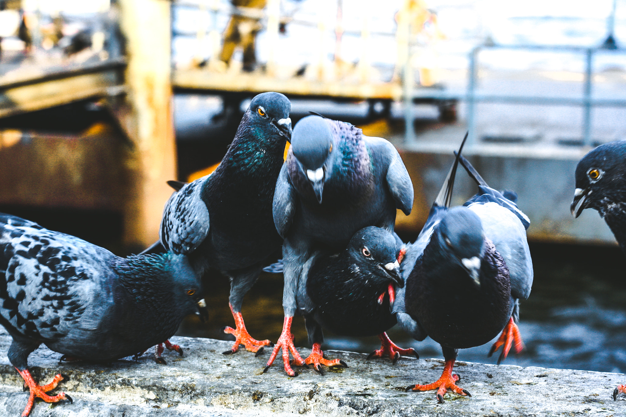 Canon EOS 1000D (EOS Digital Rebel XS / EOS Kiss F) + Canon EF 50mm F1.8 II sample photo. The birds portrait and street photography  model : the birds photographer : j e e r a p r a p a... photography