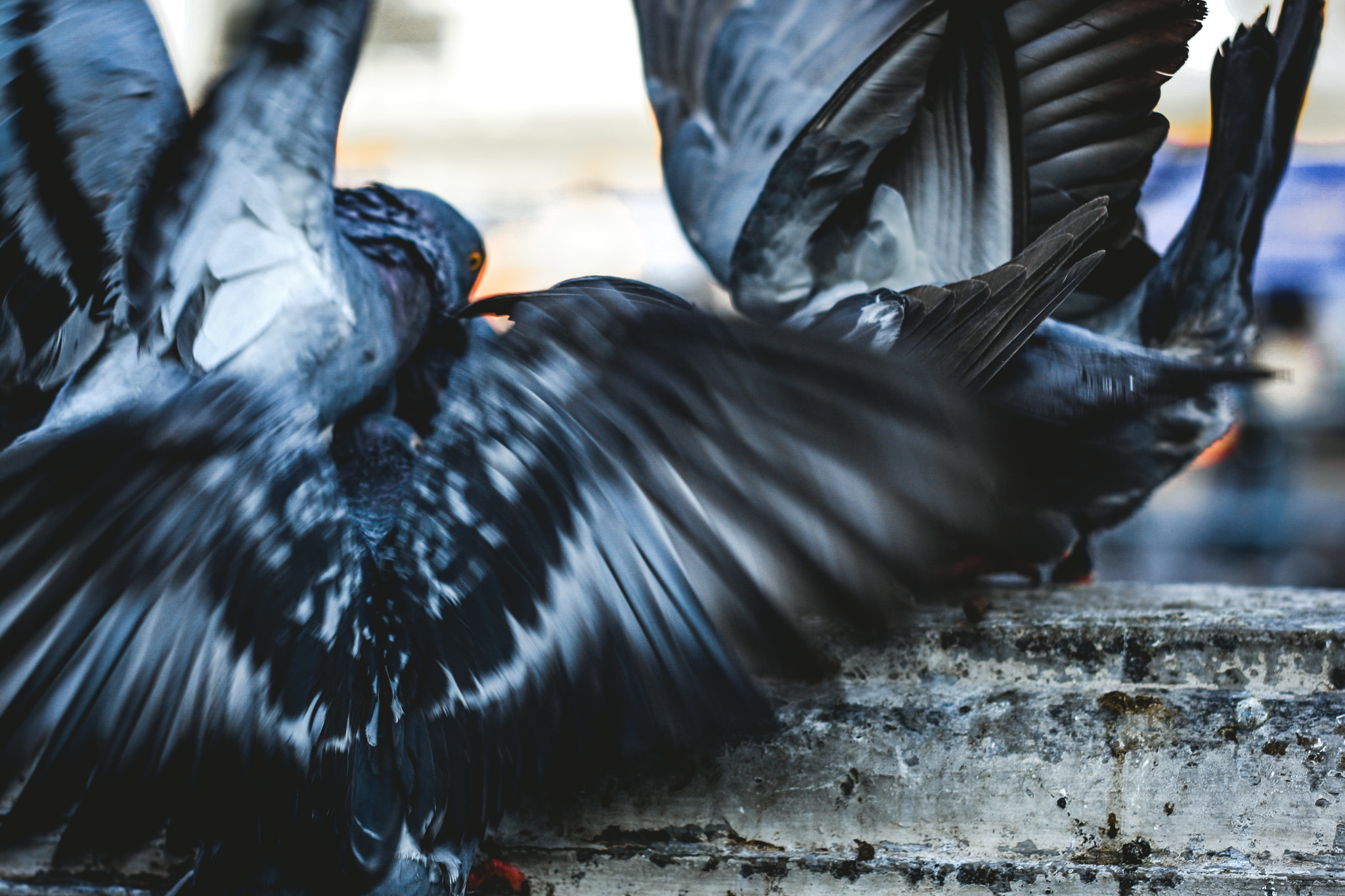 Canon EOS 1000D (EOS Digital Rebel XS / EOS Kiss F) + Canon EF 50mm F1.8 II sample photo. The birds portrait and street photography  model : the birds photographer : j e e r a p r a p a... photography