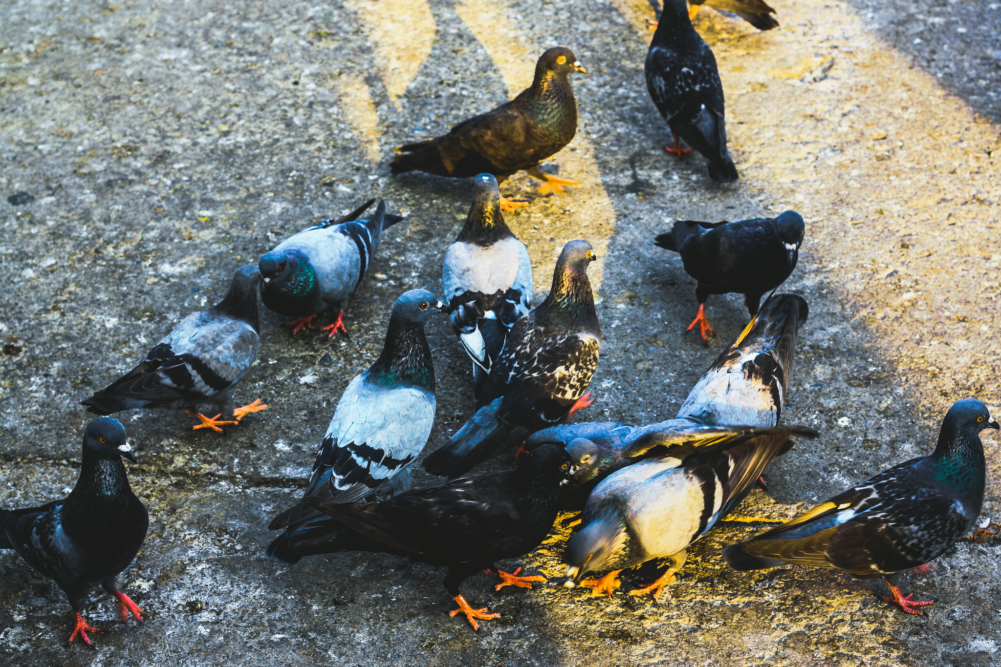 Canon EOS 1000D (EOS Digital Rebel XS / EOS Kiss F) + Canon EF 50mm F1.8 II sample photo. The birds portrait and street photography  model : the birds photographer : j e e r a p r a p a... photography