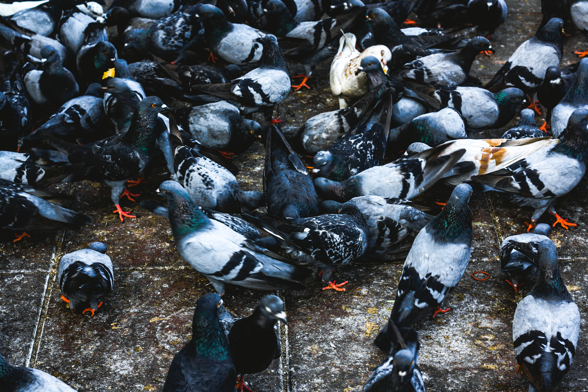 Canon EOS 1000D (EOS Digital Rebel XS / EOS Kiss F) + Canon EF 50mm F1.8 II sample photo. The birds portrait and street photography  model : the birds photographer : j e e r a p r a p a... photography