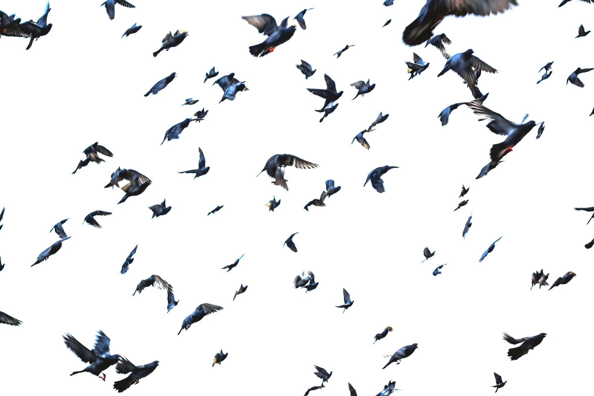 Canon EOS 1000D (EOS Digital Rebel XS / EOS Kiss F) + Canon EF 50mm F1.8 II sample photo. The birds portrait and street photography  model : the birds photographer : j e e r a p r a p a... photography