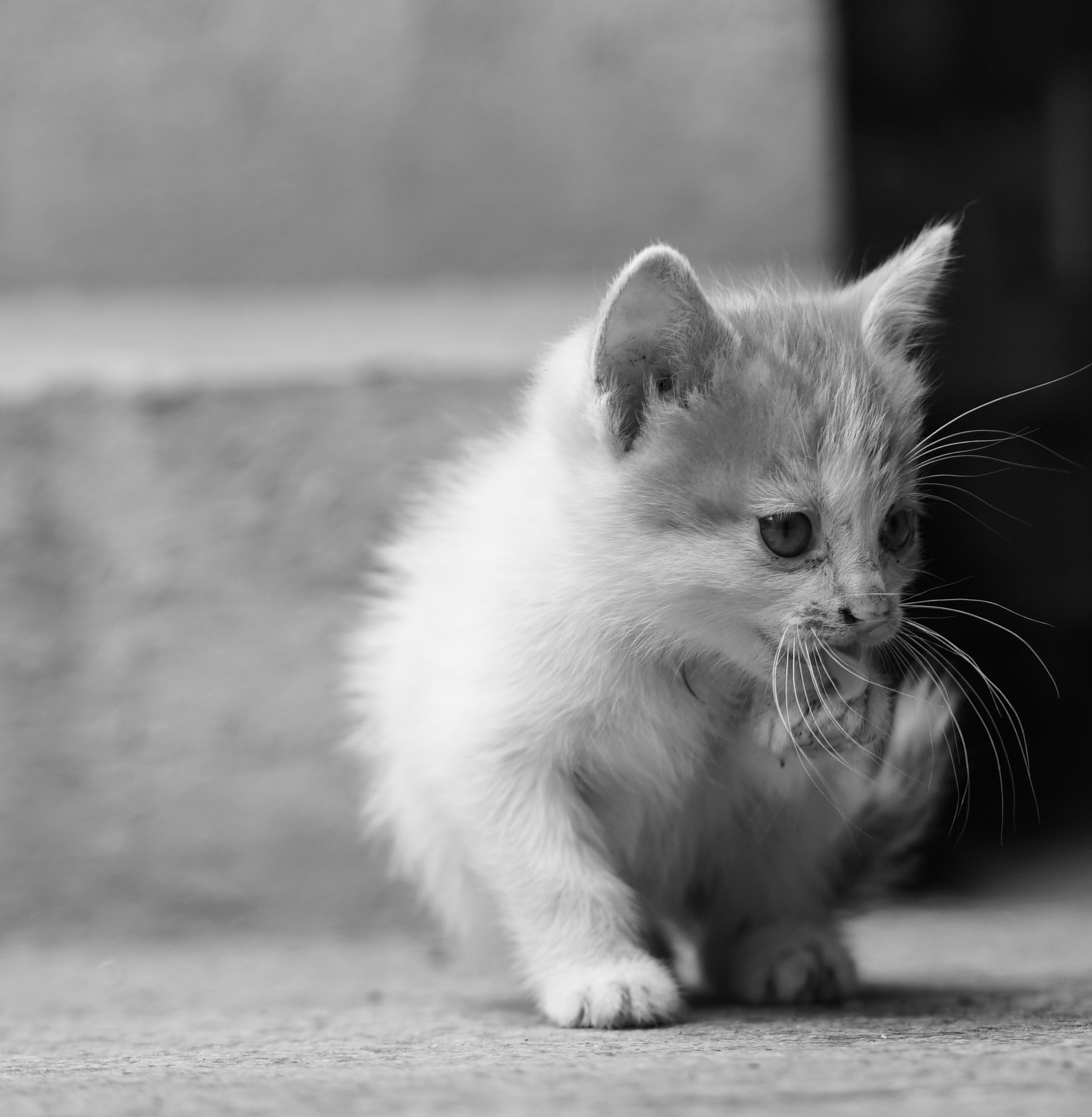 Sony a6300 + ZEISS Batis 85mm F1.8 sample photo. Kitty photography