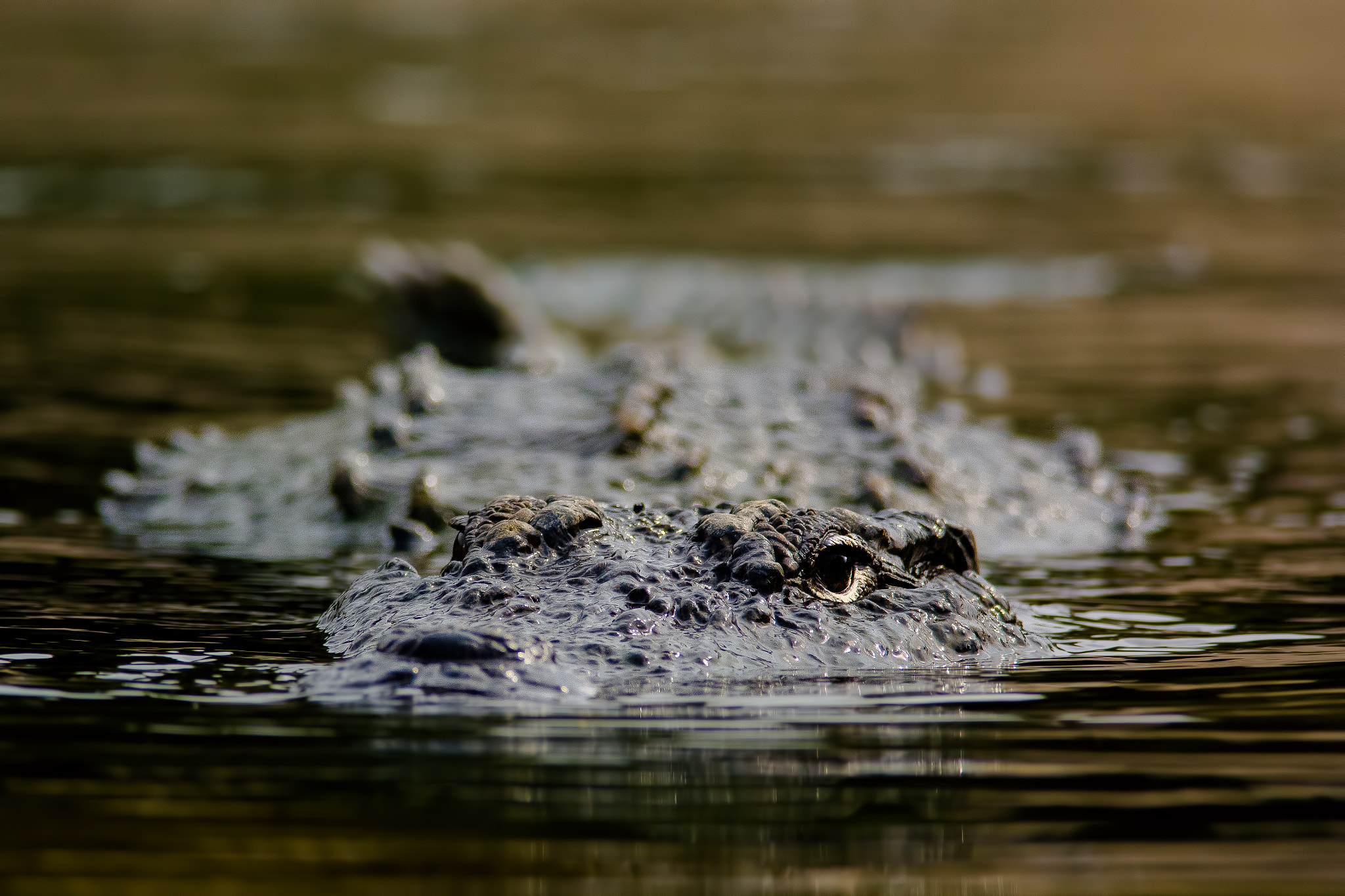 Nikon D7100 + Nikon AF-S Nikkor 300mm F4D ED-IF sample photo. Rockodile photography