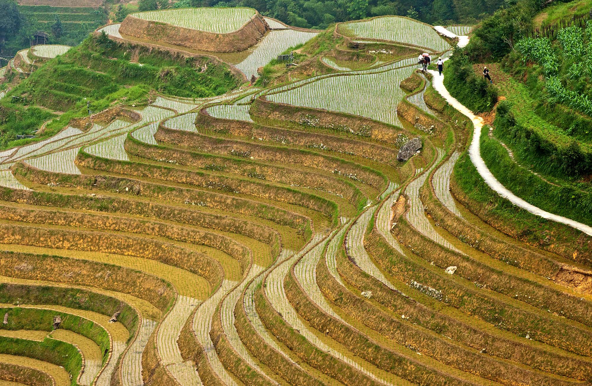 Canon EOS 50D + Canon EF 24-105mm F4L IS USM sample photo. Longsheng, china photography