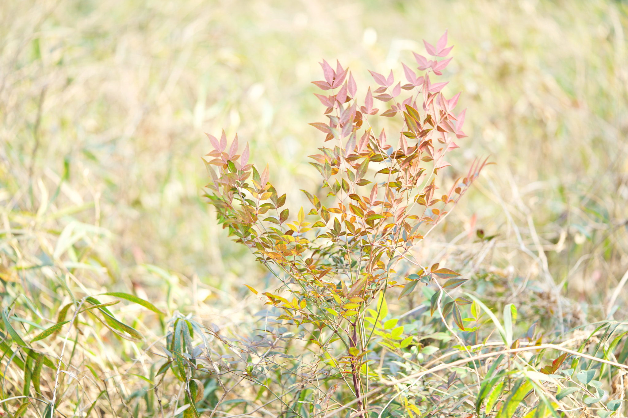 Sony a7 + Sony FE 90mm F2.8 Macro G OSS sample photo. Leaves 631 photography