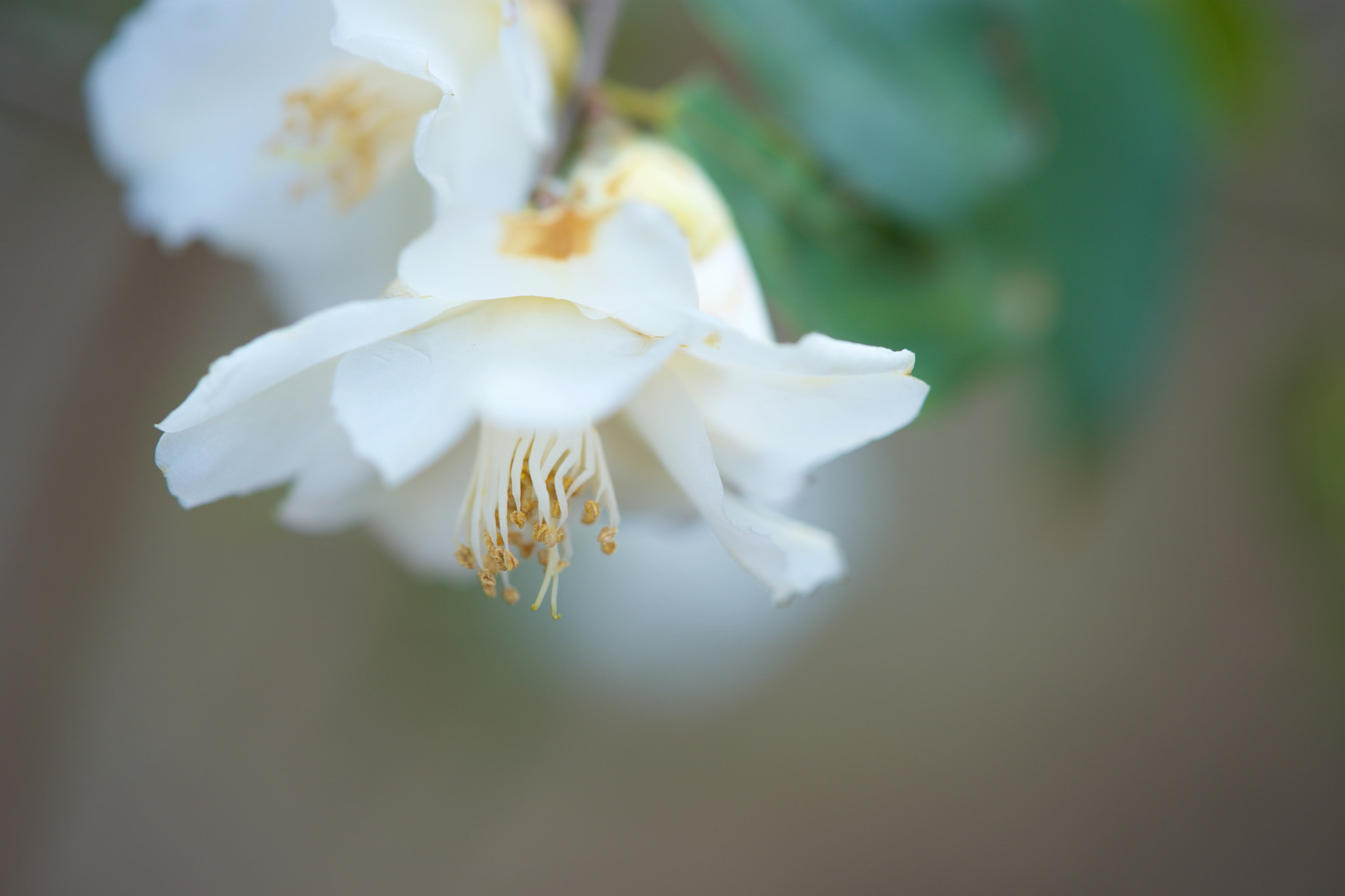 Sony a7 + Sony FE 90mm F2.8 Macro G OSS sample photo. Flowers 4667 photography