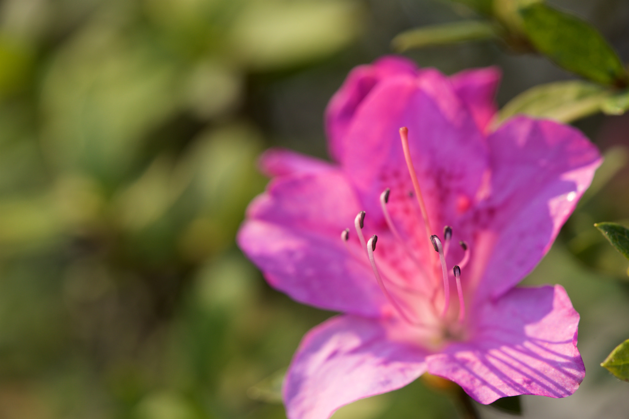 Sony a7 + Sony FE 90mm F2.8 Macro G OSS sample photo. Flowers 4668 photography