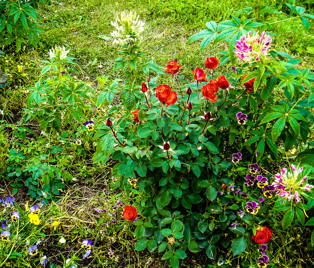 Sony DSC-W90 sample photo. In an untended russian garden photography
