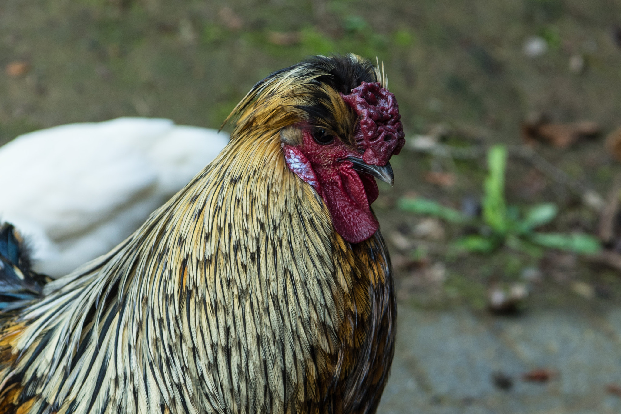 Nikon AF-S Nikkor 24-70mm F2.8E ED VR sample photo. Taitua roster photography
