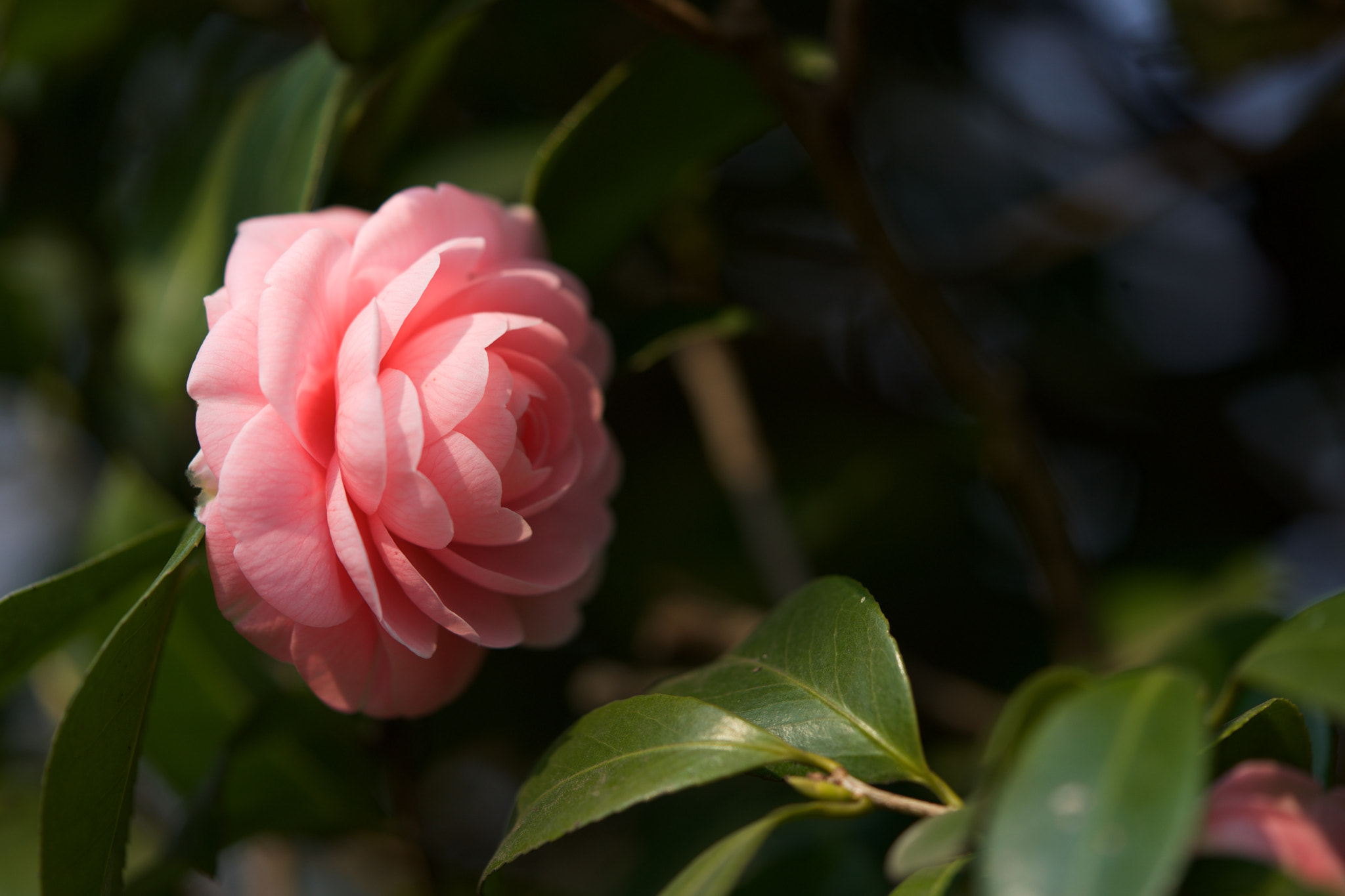 Sony a7 + Sony FE 90mm F2.8 Macro G OSS sample photo. Flowers 4669 photography