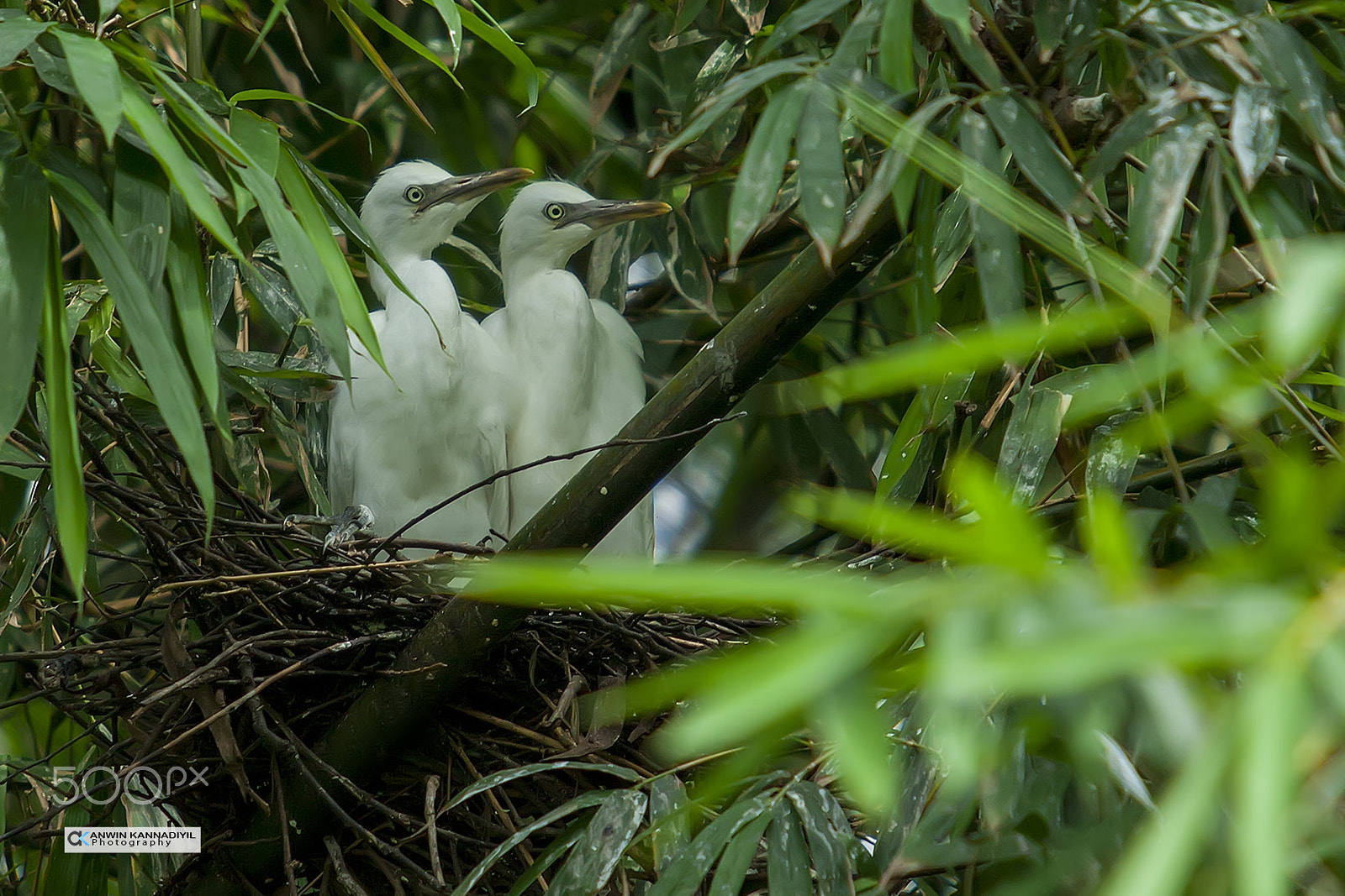 Canon EOS 5D Mark II sample photo. Nesting bird photography