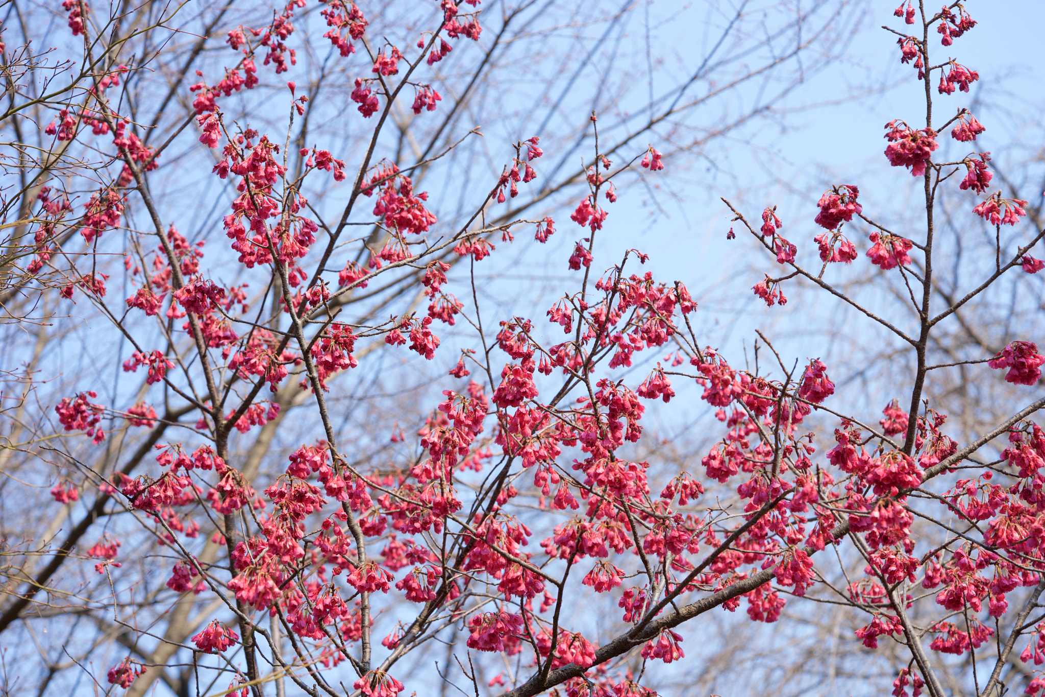 Sony a7 + Sony FE 90mm F2.8 Macro G OSS sample photo. Flowers 4670 photography