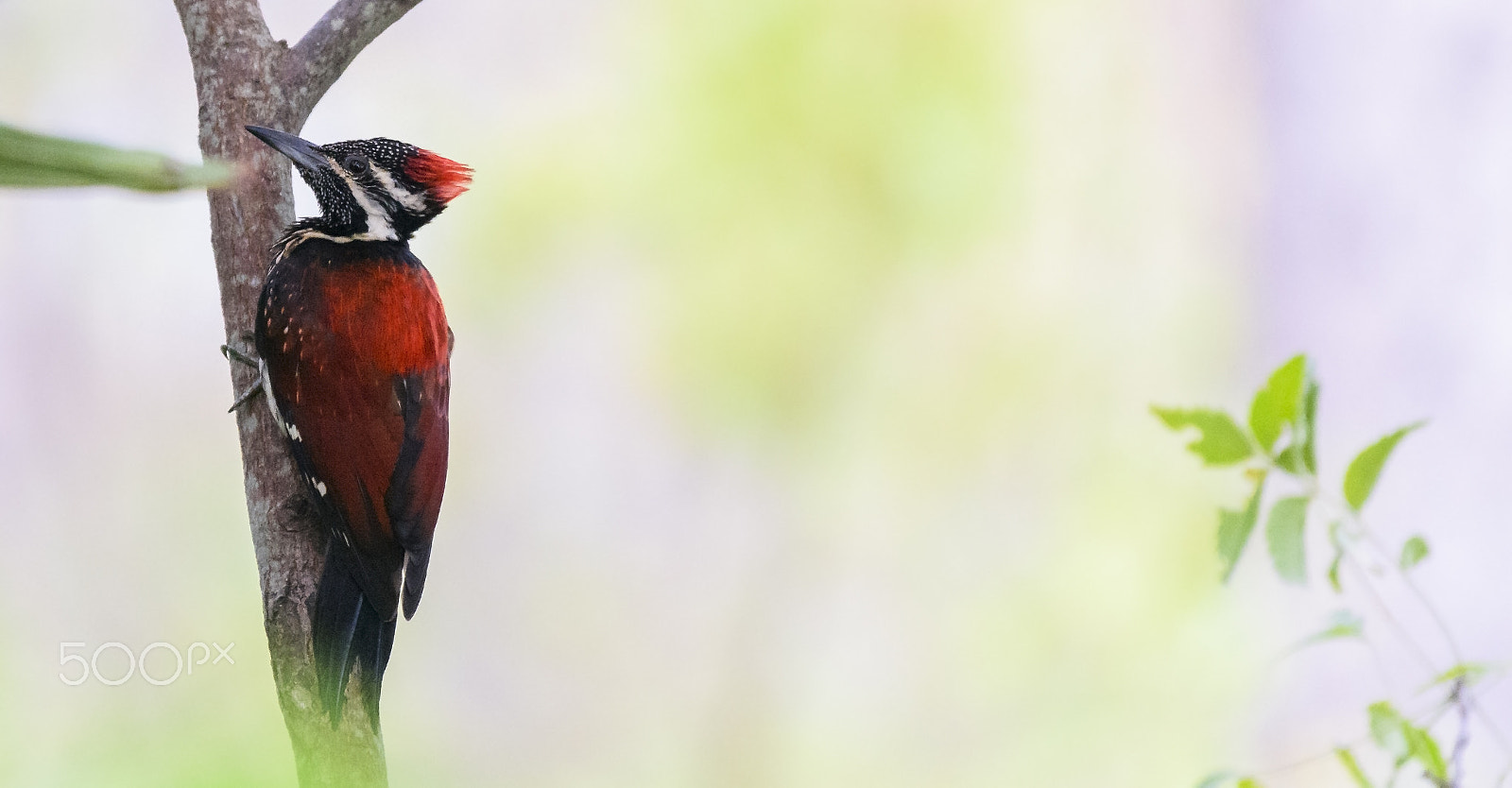 Nikon AF-S Nikkor 200-500mm F5.6E ED VR sample photo. Red flame backed woodpecker in kalpitiya sri lanka photography