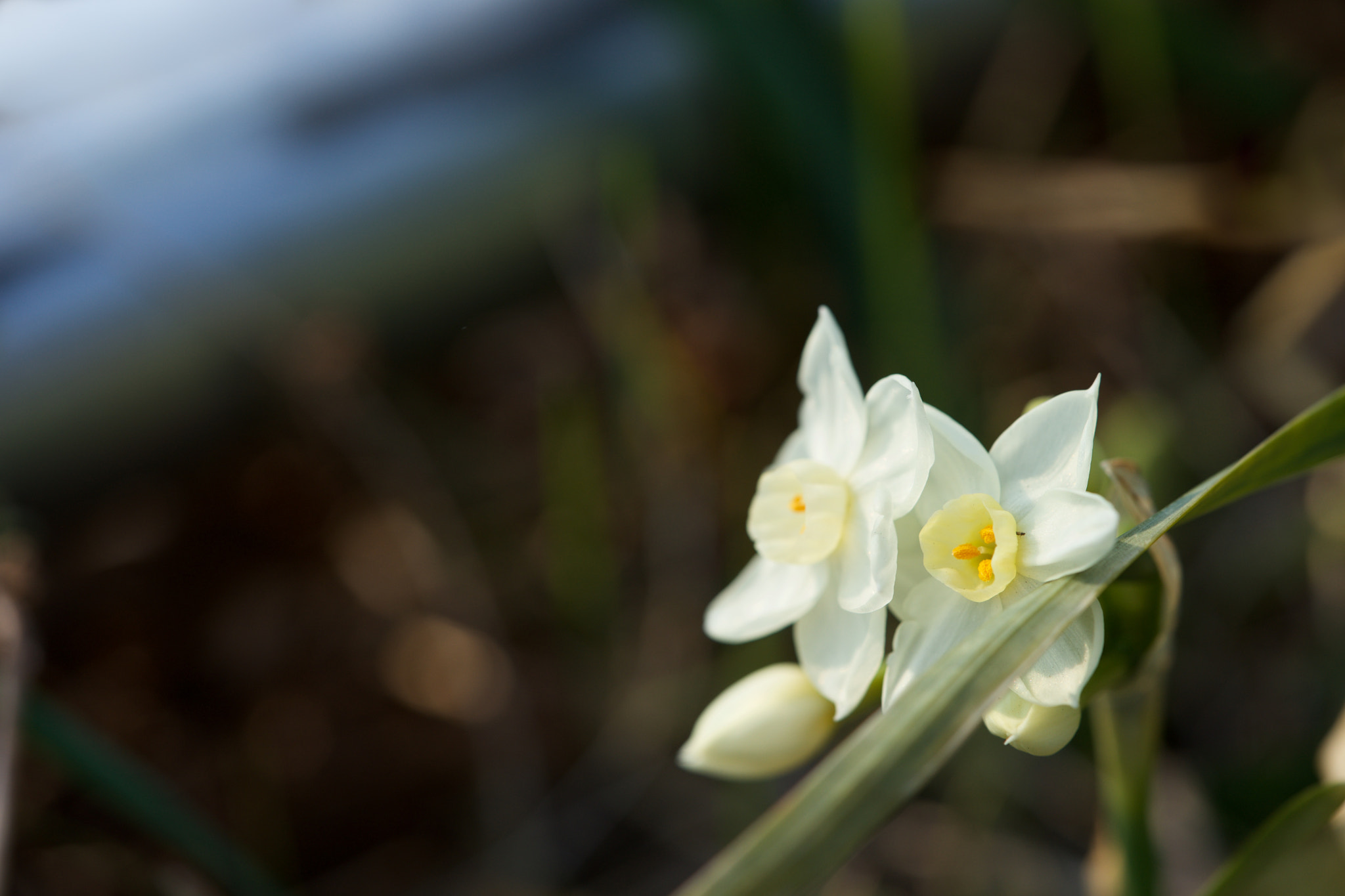 Sony a7 + Sony FE 90mm F2.8 Macro G OSS sample photo. Flowers 4672 photography