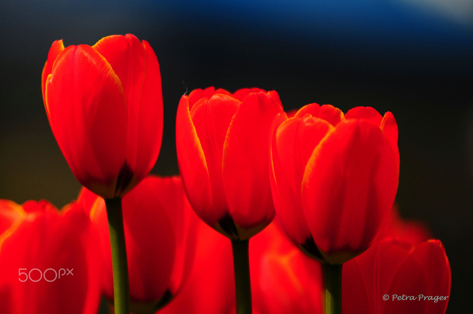Nikon AF-Nikkor 80-200mm F2.8D ED sample photo. Powerful red photography