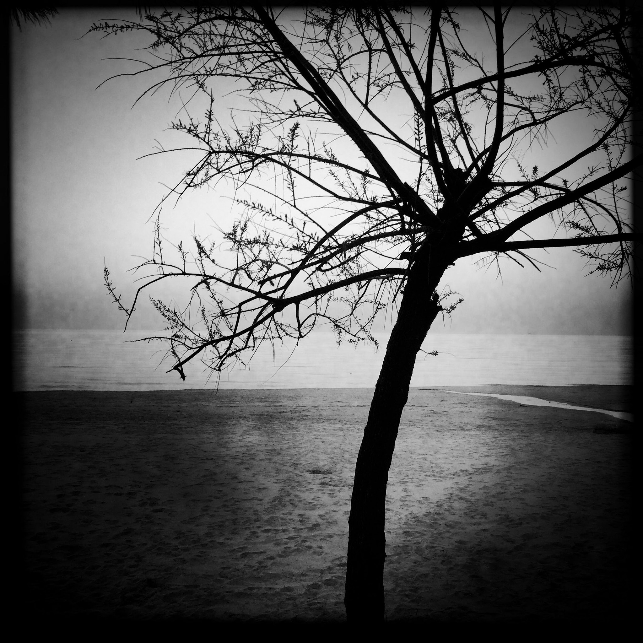 Hipstamatic 333 sample photo. Beach and tree photography