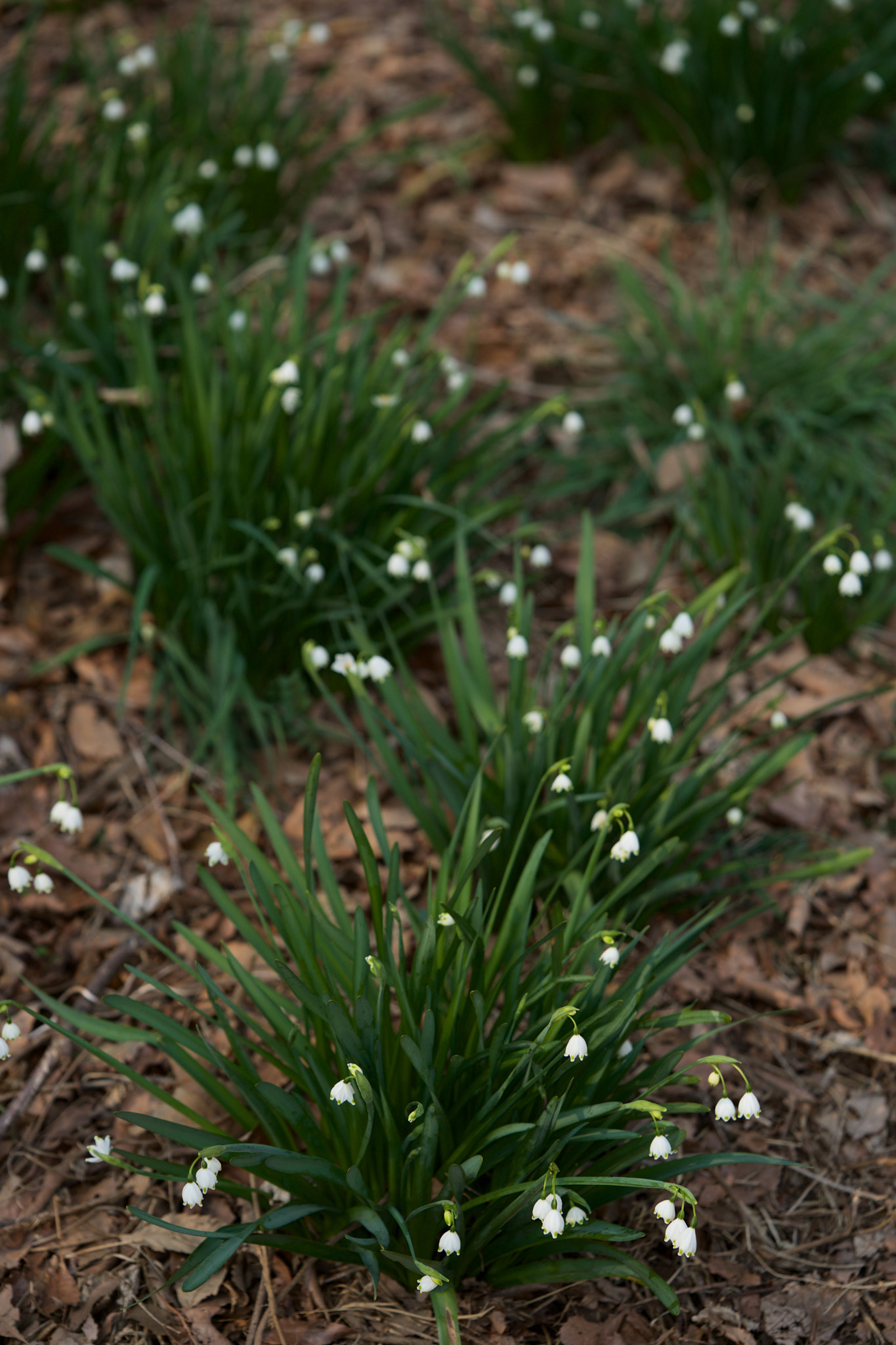 Sony a7 + Sony FE 90mm F2.8 Macro G OSS sample photo. Flowers 4674 photography