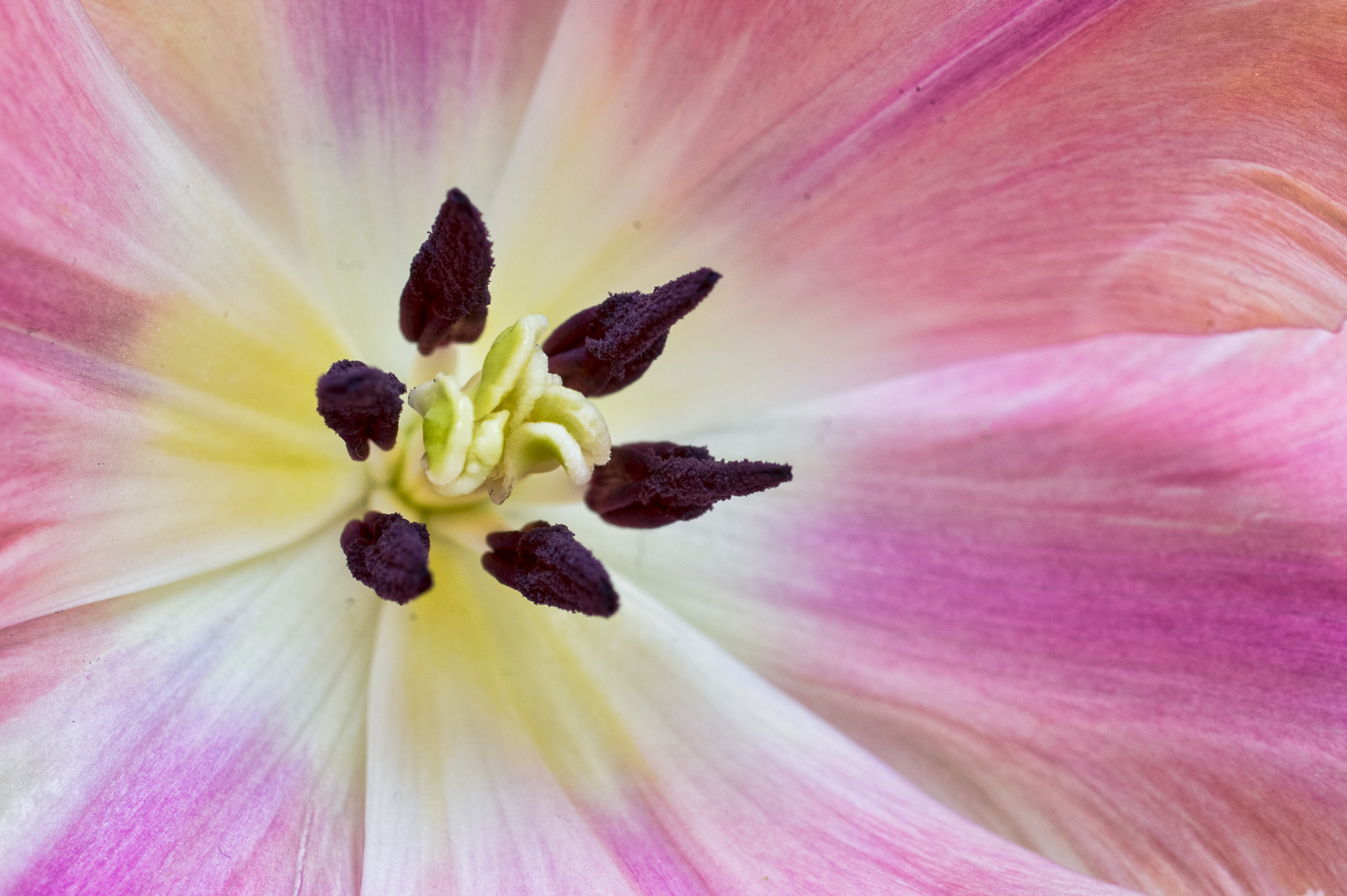 smc PENTAX-F MACRO 50mm F2.8 sample photo. Inside every flower is a garden photography