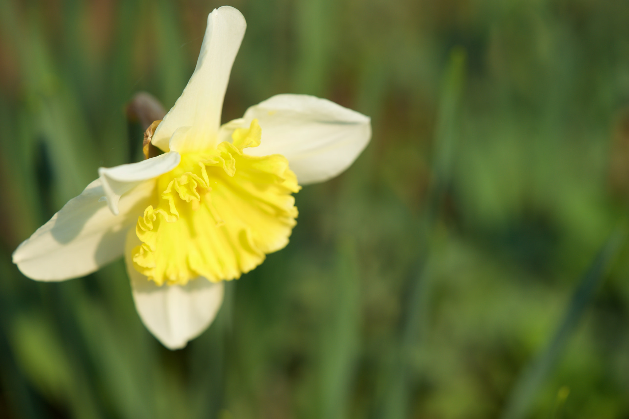 Sony a7 + Sony FE 90mm F2.8 Macro G OSS sample photo. Flowers 4675 photography