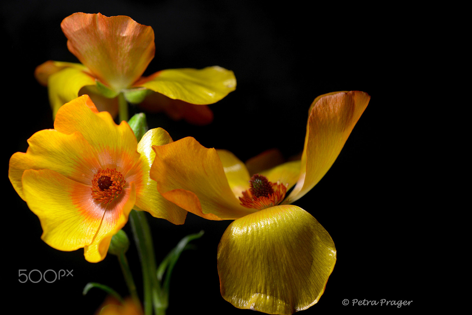 Sigma 150mm F2.8 EX DG OS Macro HSM sample photo. Ranunkel photography