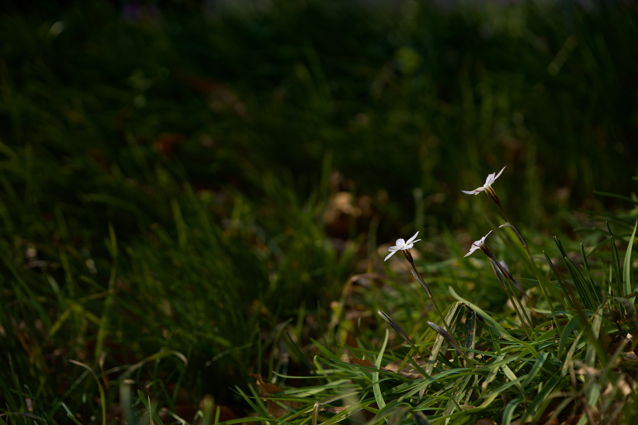 Sony a7 + Sony FE 90mm F2.8 Macro G OSS sample photo. Flowers 4676 photography