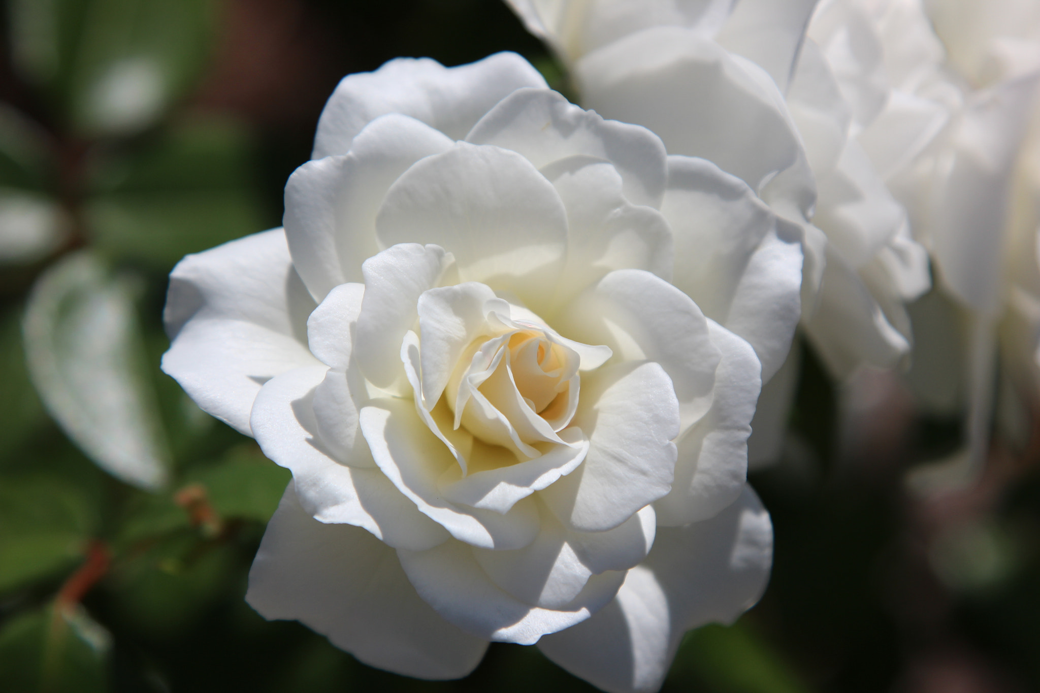 Canon EOS 600D (Rebel EOS T3i / EOS Kiss X5) sample photo. Perfect rose in melbourne bright sunlight photography