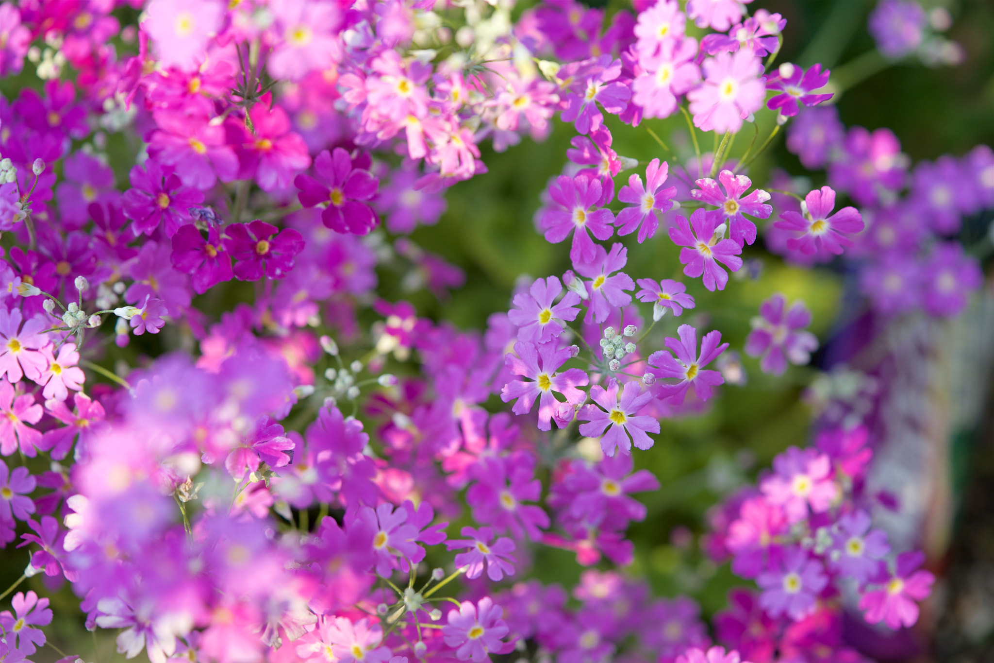 Sony a7 + Sony FE 90mm F2.8 Macro G OSS sample photo. Flowers 4677 photography